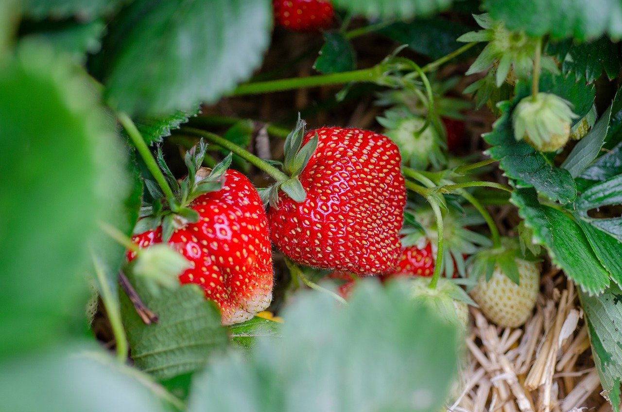 A Berry Sweet Summer: Self-Picking Strawberries, Blueberries & More in Sweden